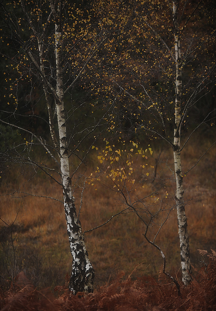 Autumn Golden Birch, Culverley 3